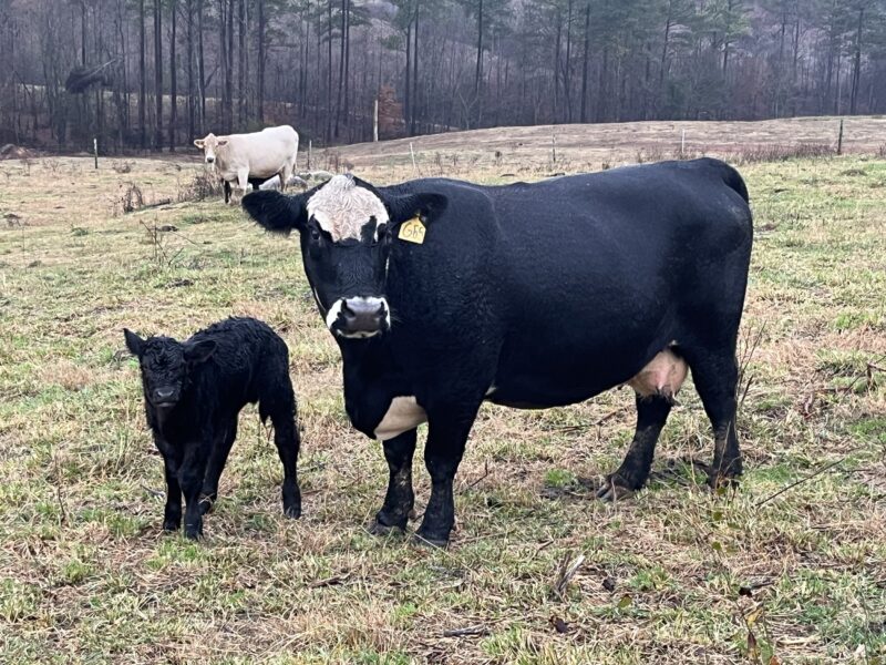 Bowman Farm Beef gallery image 3