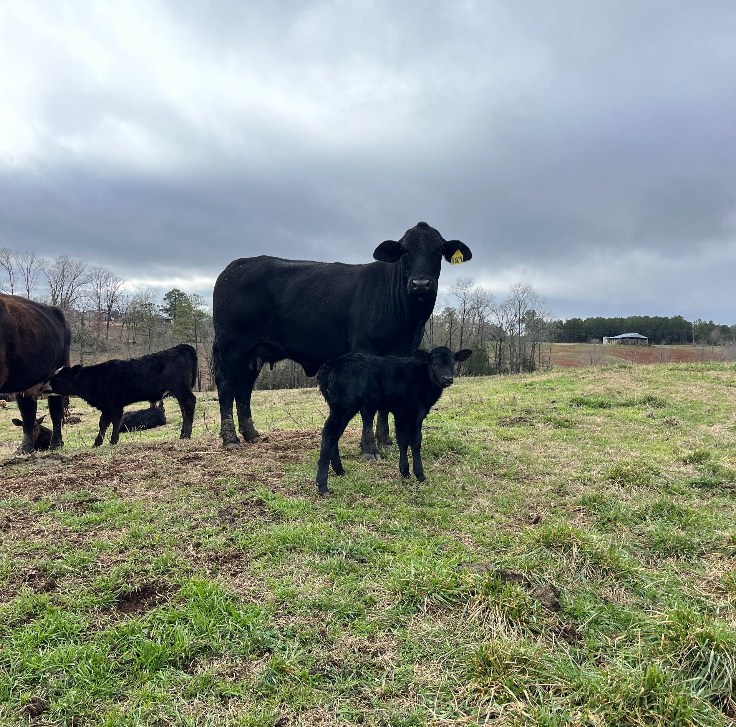 Bowman Farm Beef gallery image 6